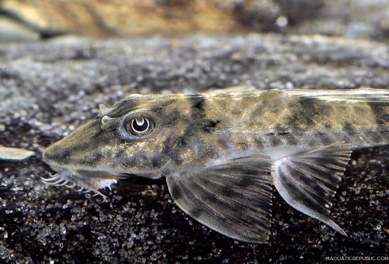 Loricaria tucumanensis