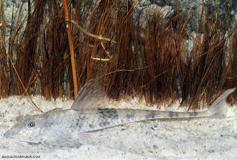 Loricaria tucumanensis