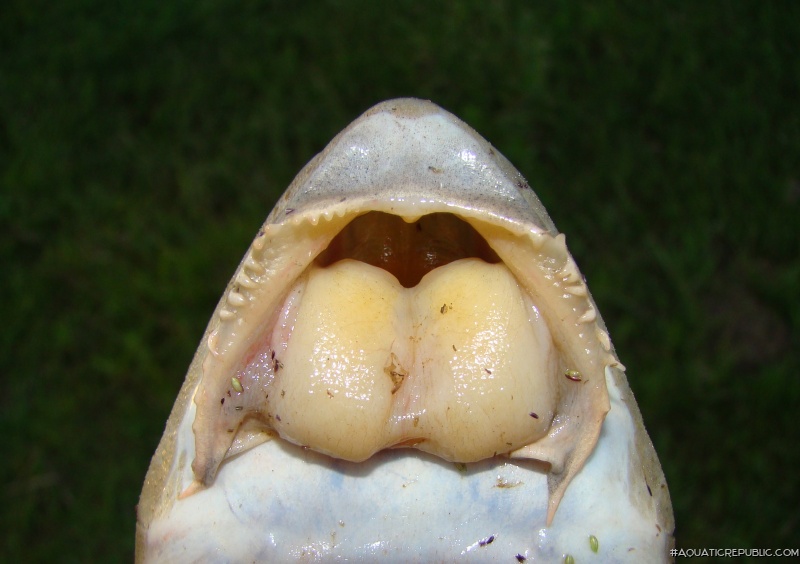 Loricariichthys anus