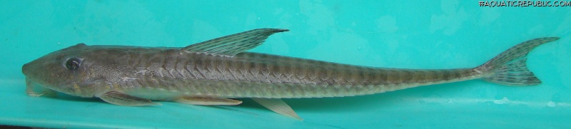 Loricariichthys anus