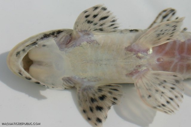 Loricariichthys platymetopon