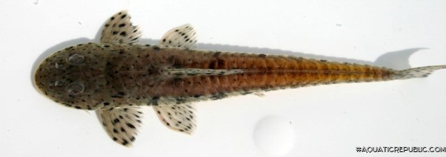 Loricariichthys platymetopon