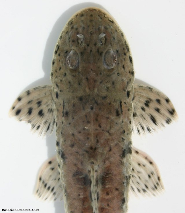 Loricariichthys platymetopon