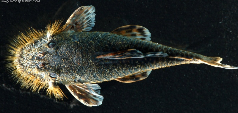 Neblinichthys echinasus