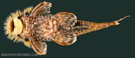 Neblinichthys echinasus