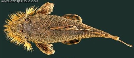 Neblinichthys echinasus