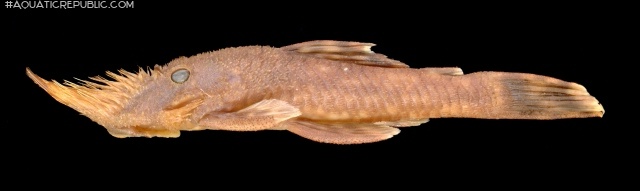 Neblinichthys pilosus