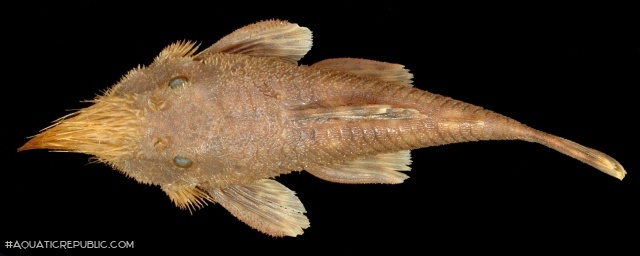 Neblinichthys pilosus