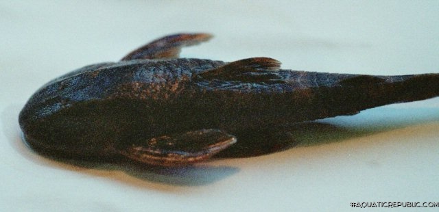 Neoplecostomus microps