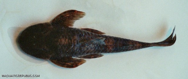 Neoplecostomus microps