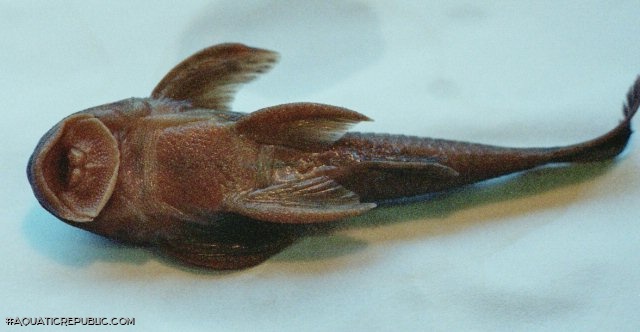 Neoplecostomus microps