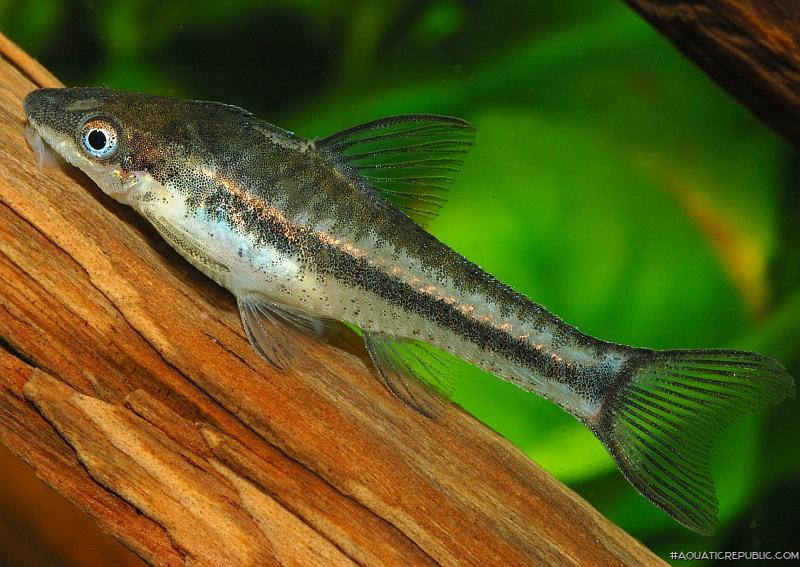 Otocinclus affinis