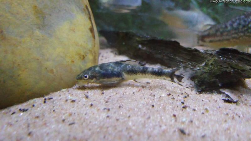 Otocinclus arnoldi