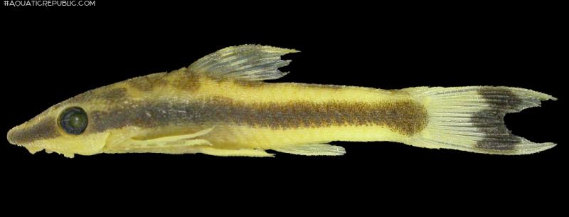 Otocinclus batmani