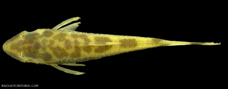 Otocinclus batmani