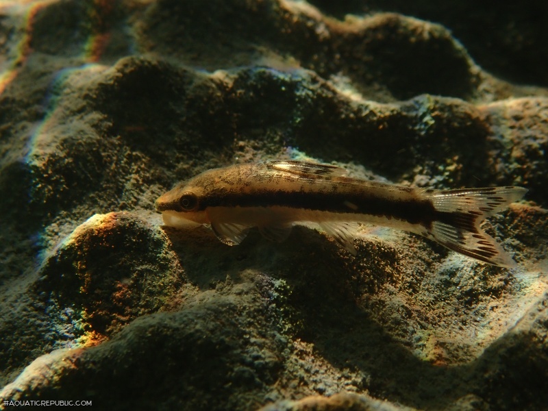 Otocinclus bororo