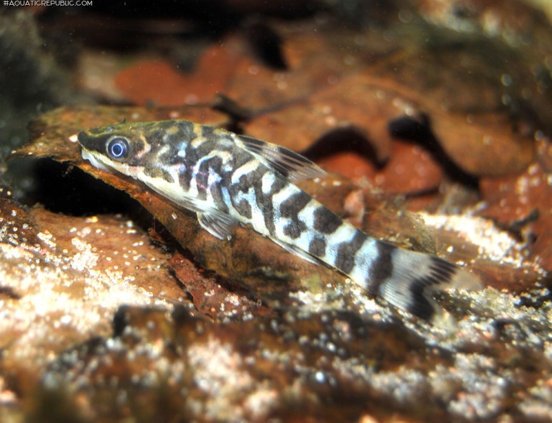 Otocinclus cocama