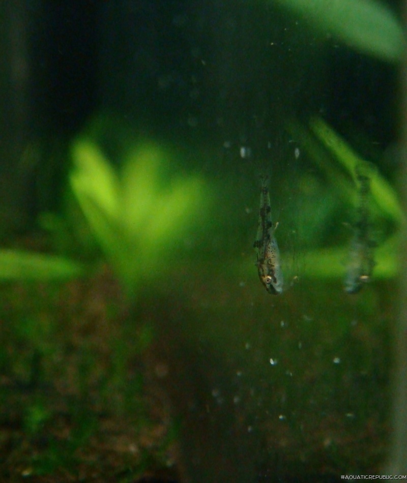 Otocinclus cocama