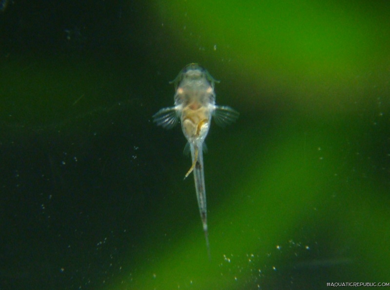 Otocinclus cocama