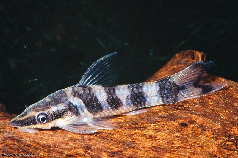 Otocinclus cocama