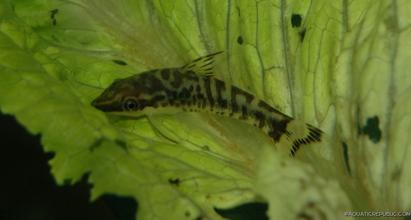 Otocinclus cocama