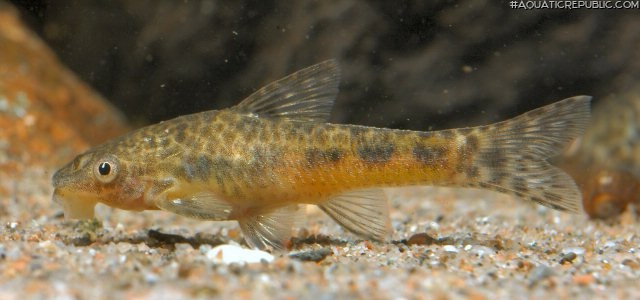 Otocinclus flexilis