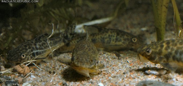 Otocinclus flexilis