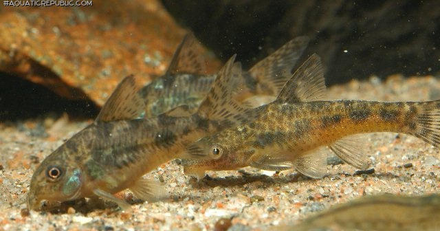 Otocinclus flexilis