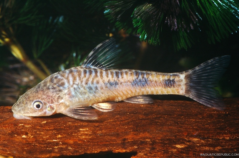 Otocinclus flexilis