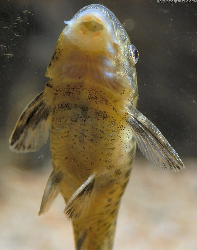 Otocinclus flexilis