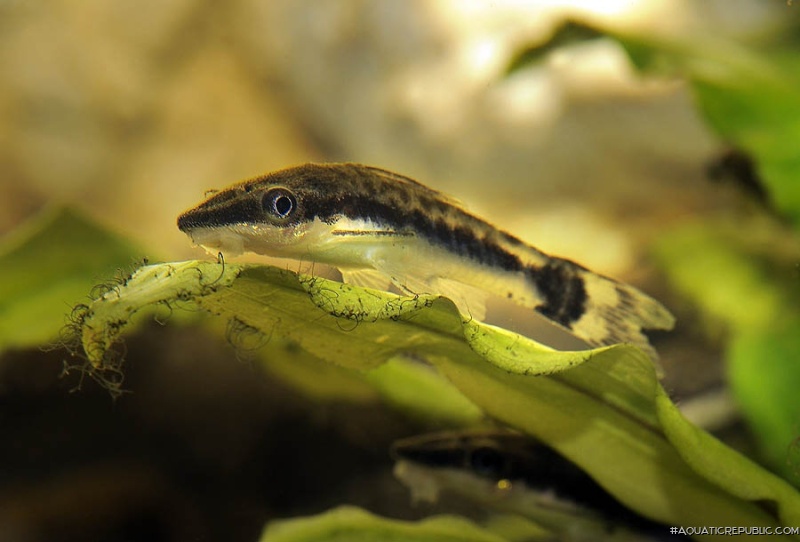 Otocinclus hoppei