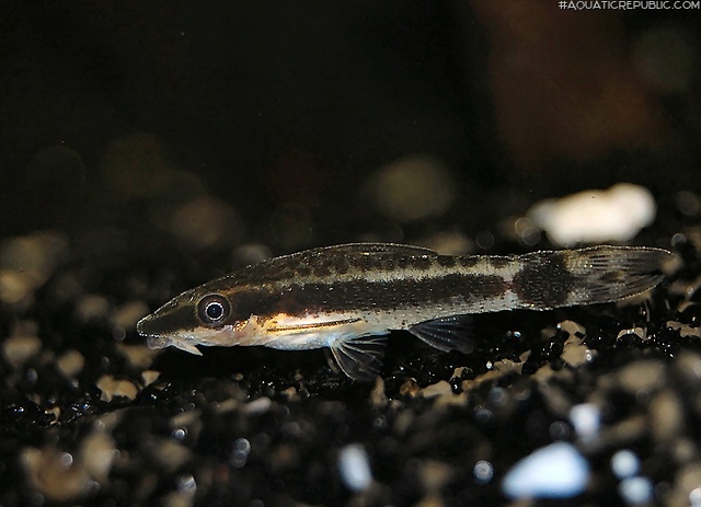 Otocinclus macrospilus