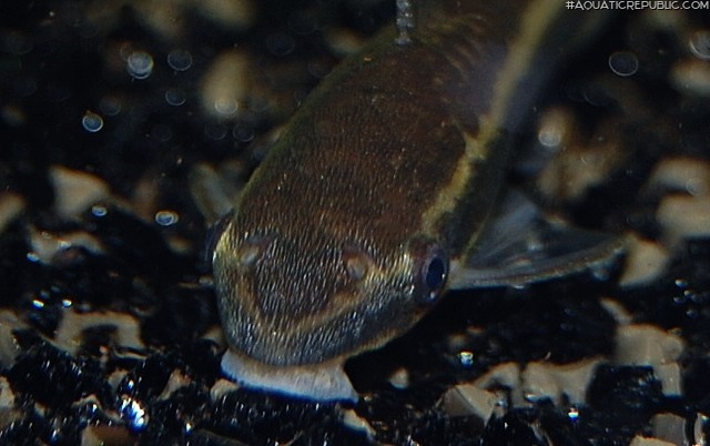 Otocinclus macrospilus