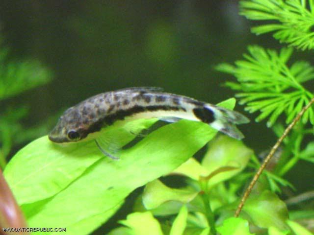 Otocinclus macrospilus