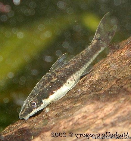 Otocinclus vestitus