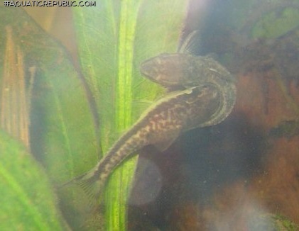 Otocinclus vestitus