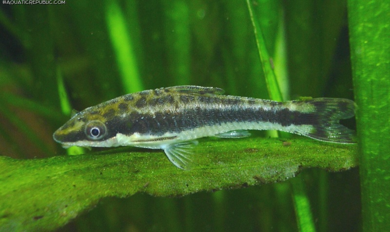 Otocinclus vittatus