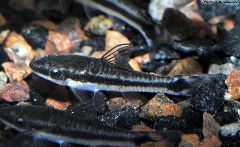 Otocinclus vittatus