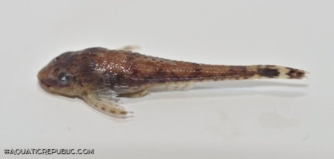 Otothyris lophophanes