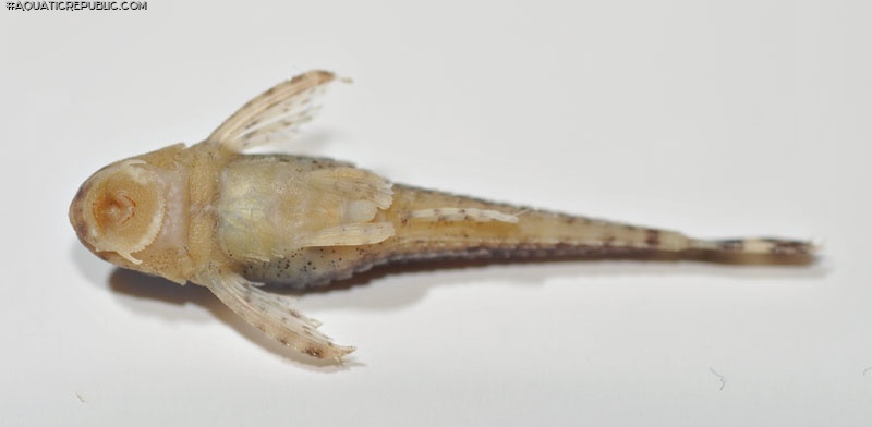 Otothyris lophophanes