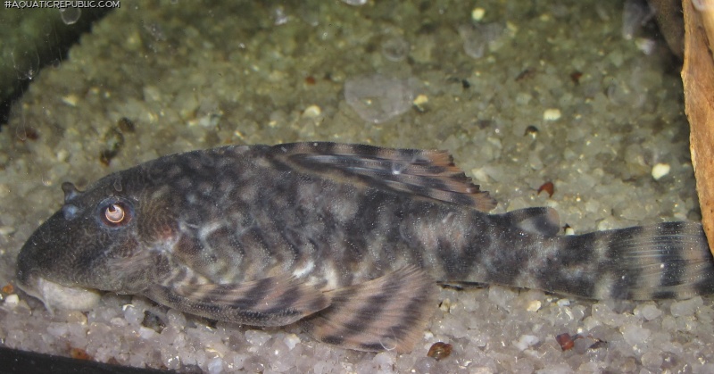 Panaqolus changae