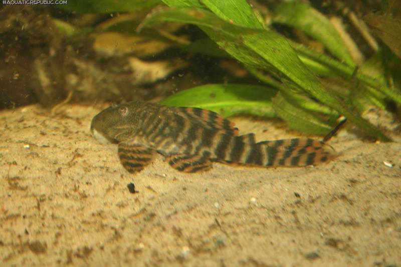 Panaqolus changae