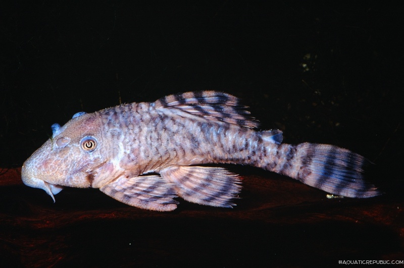 Panaqolus changae