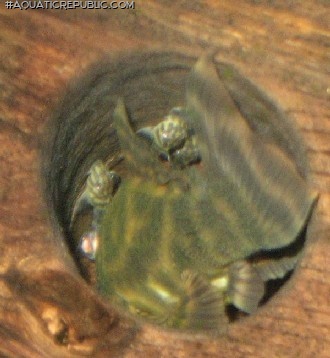 Panaqolus sp. (L169)