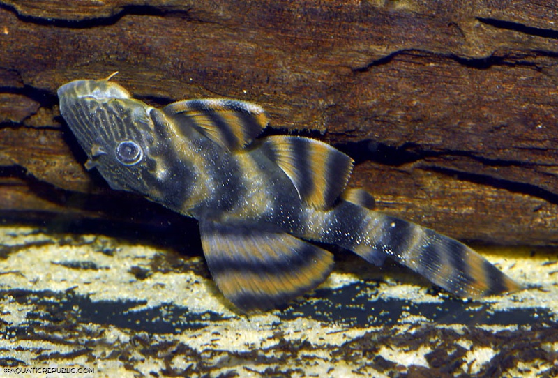 Panaqolus tankei