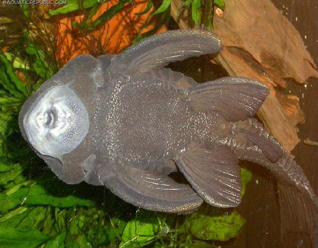 Panaque cf. cochliodon`upper magdalena`