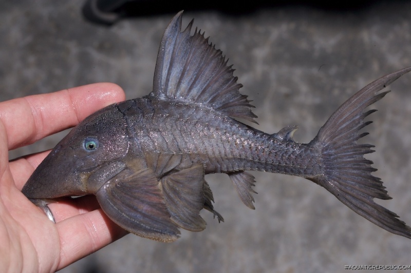 Panaque cochliodon