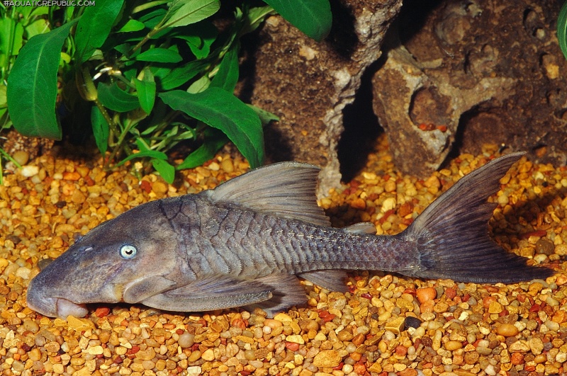 Panaque cochliodon