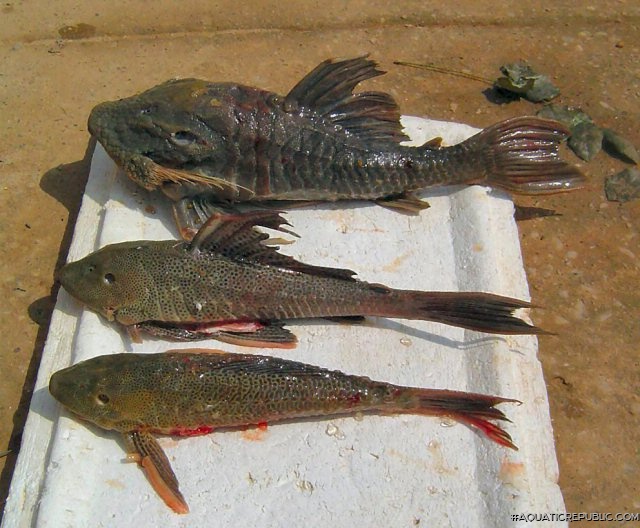 Panaque cochliodon