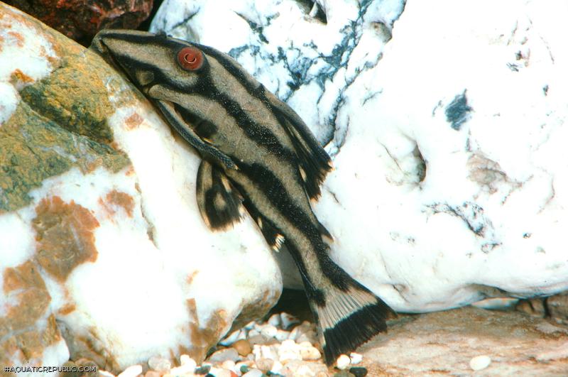 Panaque nigrolineatus